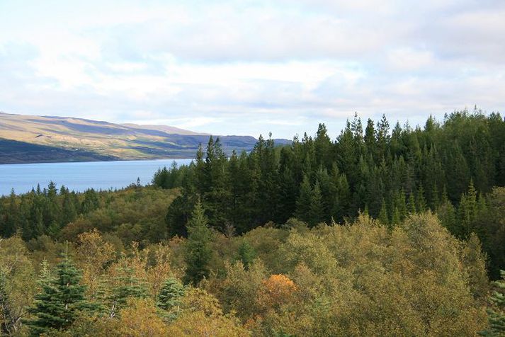 Fiskgengd í Lagarfljóti er á undanhaldi.