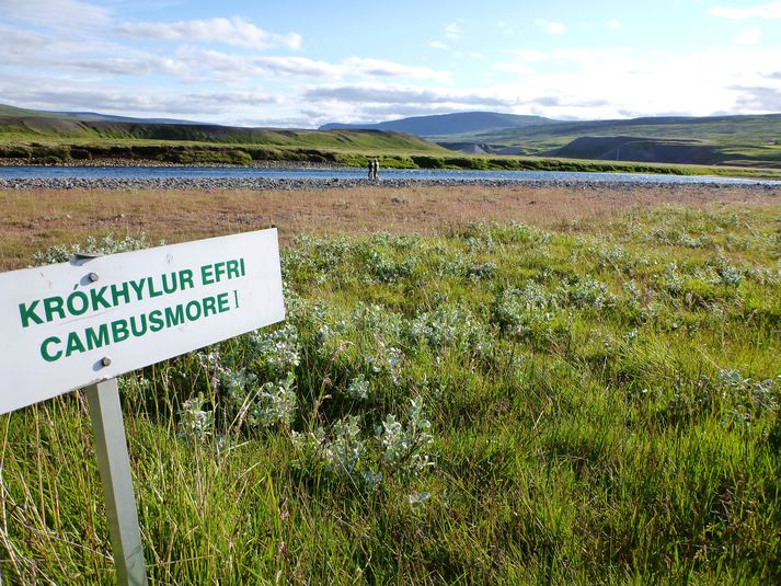 Krókhylur efri í Hofsá getur verið mjög gjöfull veiðistaður.