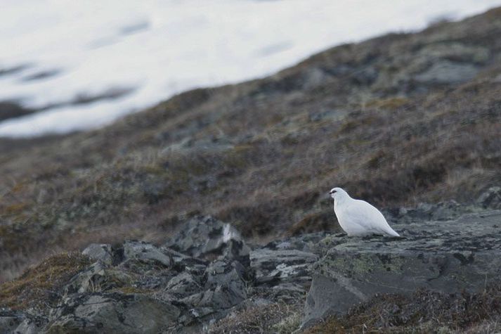 Minna virðist vera af rjúpu þetta árið heldur en í fyrra