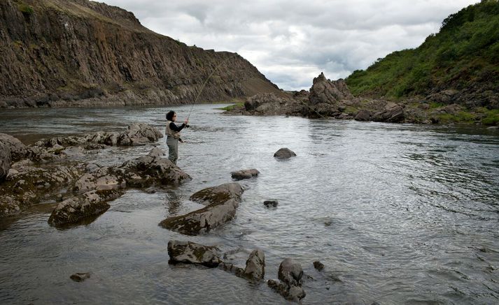 Mikil veiði er í Norðurá þessa dagana