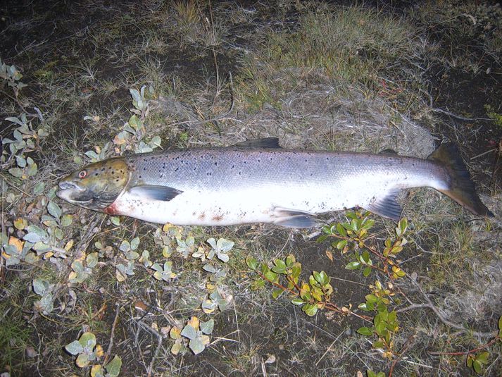 Þessi tólf punda lax veiddist í Syðra-Hólma laust fyrir miðjan september. Steinsuga virðist hafa tekið sinn toll.