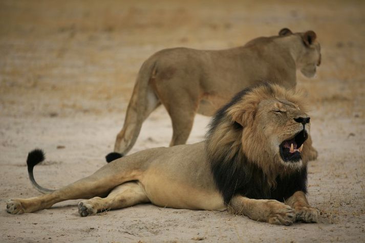 Mikil reiði greip um sig þegar tannlæknirinn Walter Palmer skaut ljónið Cecil, sem sést hér á mynd, til bana árið 2015.