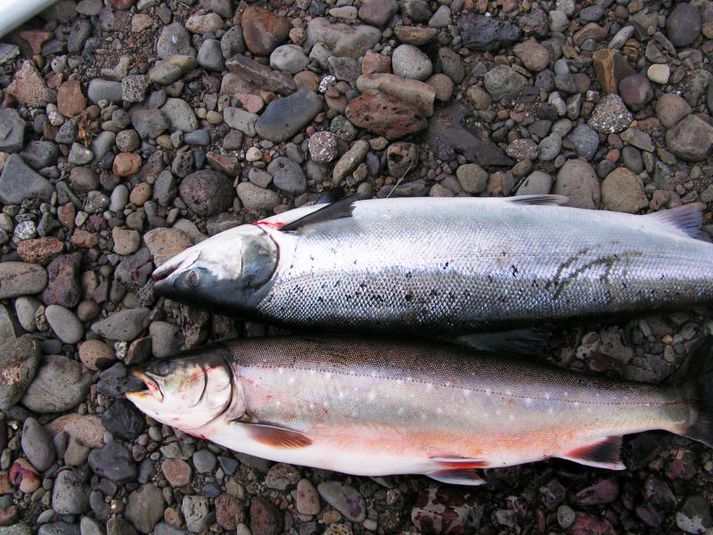 Einn fyrsti laxinn sem tekinn var í Hrútu í sumar og rígvæn bleikja. Bleikjan hefur helst haldið mönnum við efnið í neðstu veiðistöðum það sem af er.