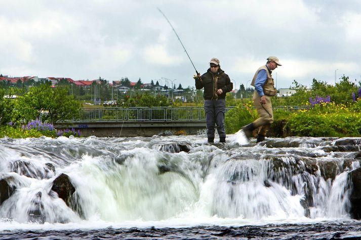 Elliðaárnar eru gjöfular á lax við liðsmenn Stangaveiðfélags Reykjavíkur.