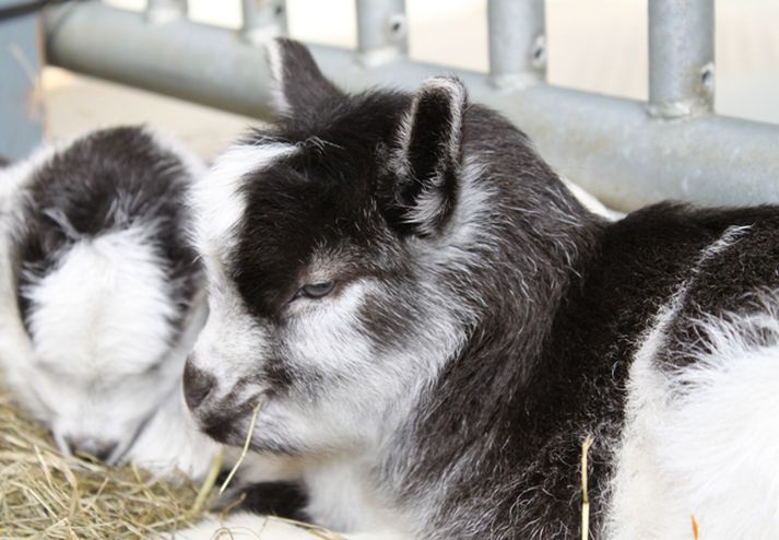 Hafrarnir tveir undan Snotru og Kletti