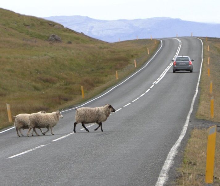 Mest er ekið á sauðfé og ekki síst í Austur Skaftafellssýslu.