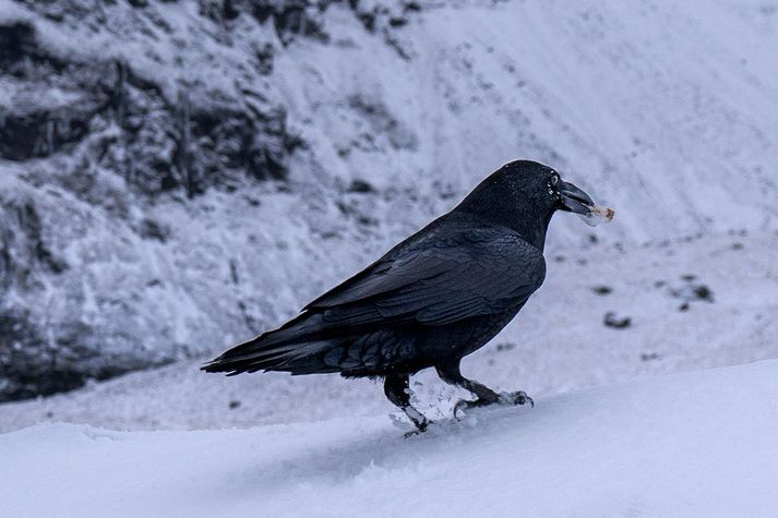 Huginn eða Muninn. Tveir hrafnar hafa lagt það í vana sinn að elta hópa uppá jökul og snýkja bita.