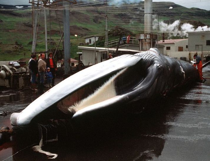 síðasti hvalurinn Svona var umhorfs þegar síðasti hvalurinn var dreginn á land í Hvalfirði árið 1989.