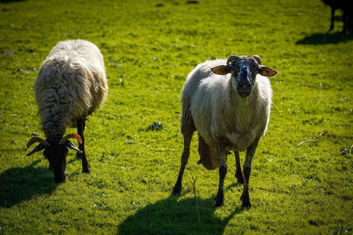 Kindur í haga í Grikklandi. Svartir sauðir innan ríkisstofnunar þar virðast hafa skipulagt umfangsmikið svindl með landbúnaðarstyrki frá Evrópusambandinu.