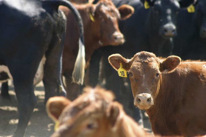 Grunur barst um mögulegt kúariðusmit í Nyrðri-Þrándalögum í síðustu viku.