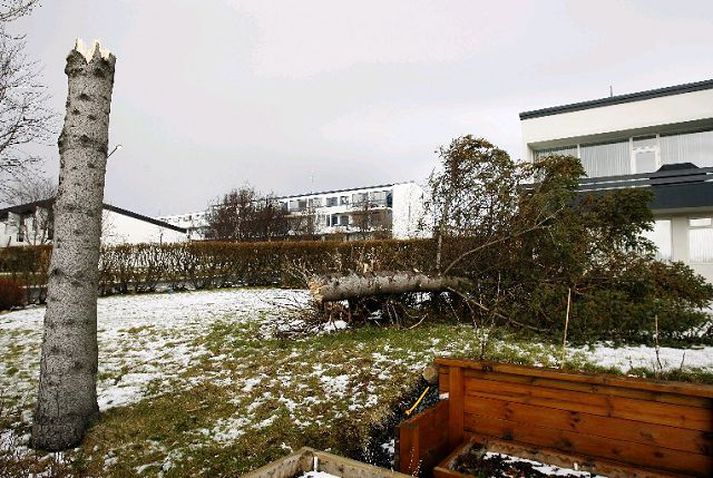 Fallið tré Veðurhamurinn á sunnudag náði að fella þetta gamla grenitré í Fossvoginum í Reykjavík til jarðar. Sjálfur mun garðeigandinn einmitt nýlega hafa grisjað hávaxin tré á lóðinni og ætlað greninu að standa. Fréttablaðið/Anton