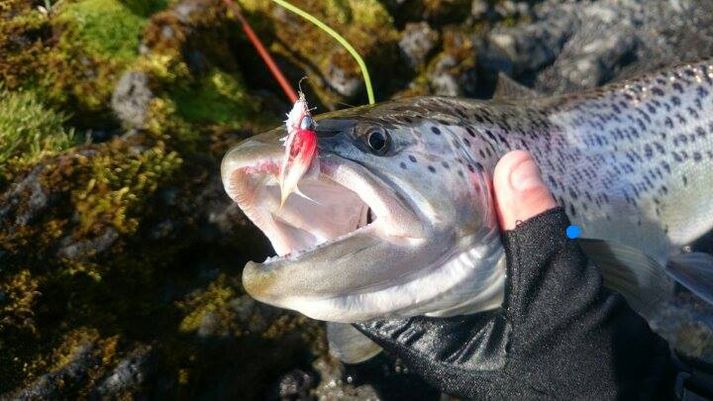 Eins og sést eru báðar flugurnar teknar á svipuðum stað í urriðanum