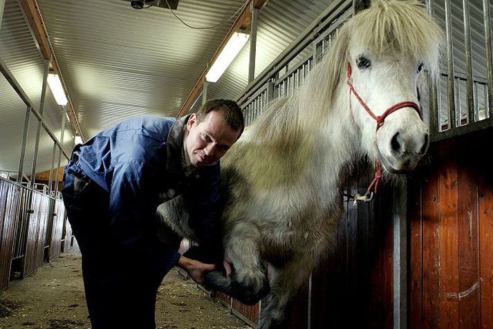 Hross gangast undir ítarlega heilbrigðisskoðun dýralæknis áður en þau fá útflutningsleyfi.