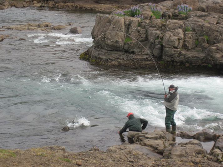 Laxi landað í Kvíslafossi í Laxá í Kjós