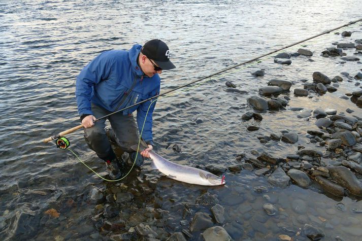 Lokahollið í Stóru Laxá veiddi 80 laxa