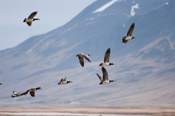 Gæsaveiðatímabilið fer vel af stað. Skotvís hvetur veiðimenn til að taka þátt í ljósmyndasamkeppninni.