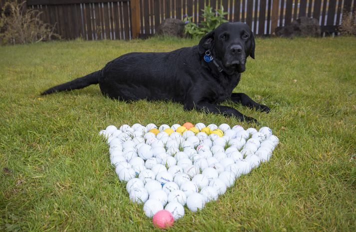 Hundurinn Neró er ötull golfkúlusafnari og finnur þær hvar sem helst, jafnvel í sköflum.