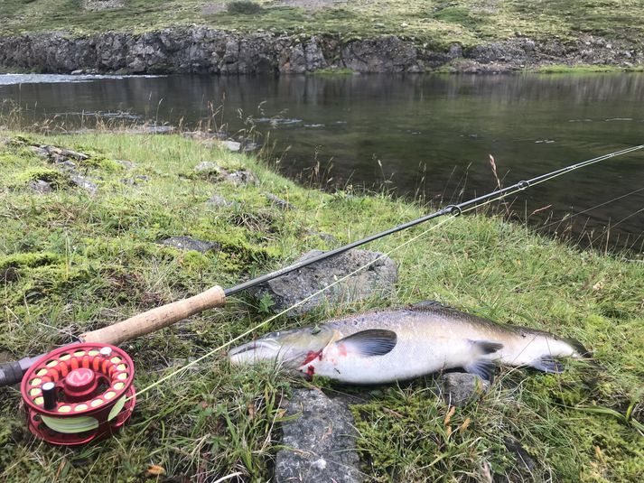 Koteyrarbrot verður seint talin gjöfulur veiðistaður en hann getur samt komið á óvart einu sinni á áratug