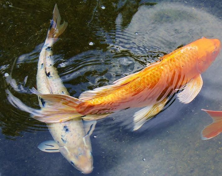 Koi fiskur