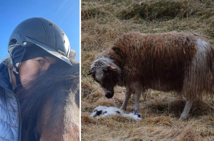 Steinunn Árnadóttir segir vinnubrögð Matvælastofnunar ekki líðandi. Kindurnar hefði átt að senda mun fyrr til slátrunar en ekki svo skömmu fyrir sauðburð.