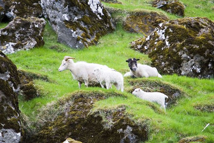 Á fjalli Ímynd íslenskra landbúnaðarafurða byggir fyrst og síðast á hreinleika. Sauðfjárbændur telja stjórnsýslu MAST í Funamálinu hafa skaðað þá ímynd í augum útlendinga. fréttablaðið/vilhelm