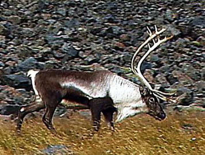 Fella skal hreindýr sem fara yfir Jökulsá á Breiðamerkursandi.