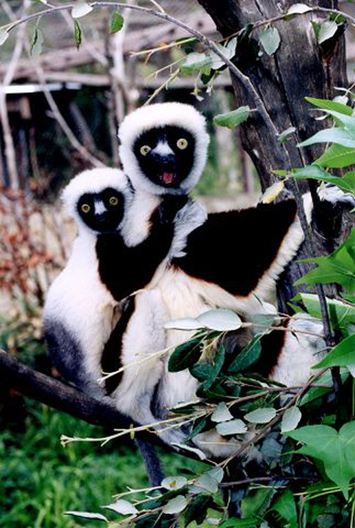 Margar tegundir lemúra eru í útrýmingarhættu, en þeir hafa hingað til aðeins lifað á eyjunni Madagaskar.