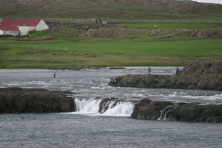 Ferskvatnsvistkerfi verða fyrir hvað mestu álagi vegna hlýnunar. fréttablaðið/gva