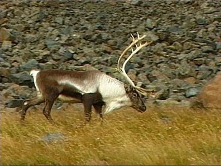 Vænn tarfur. Nú stefnir í að einhverjir sem fengu leyfi missi af lestinni.