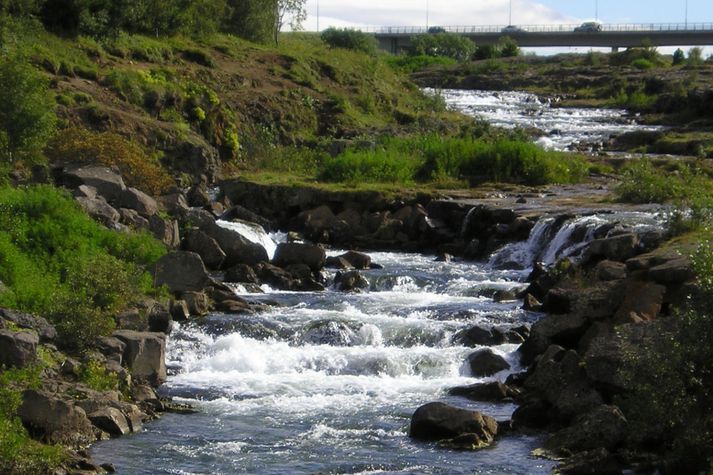 Smálaxinn hlýtur að fara mæta í árnar.