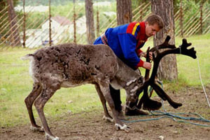 Sami með snarað hreindýr.