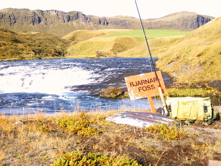 Eftir frem,ur rólega veiði í Tungufljóti tvö síðustu árin berast nú betri fréttir. Þessir fiskar veiddust í Bjarnarfossi haustið 2009.