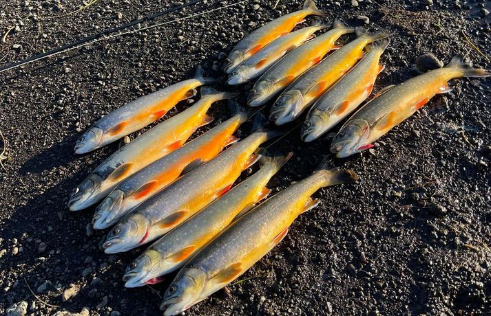 Virkilega flott veiði og fallegar bleikjur úr Langavatni í Reykjasveit