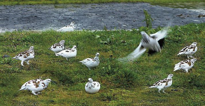 Kuldi og snjór í maí og júní hafði slæm áhrif á afkomu rjúpnastofnsins.Fréttablaðið/gva