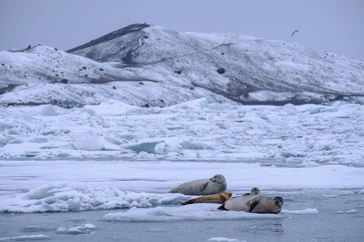 Fundurinn sem hefst klukkan tvö og er haldinn í sal Íslenskrar erfðagreiningar er á vegum Landverndar, Ungra umhverfissinna og fleiri náttúruverndarsamtaka.