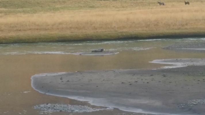 Selurinn lá rólegur á sandeyri í Svarfaðardalsá á móts við eyðibýlið Gröf.