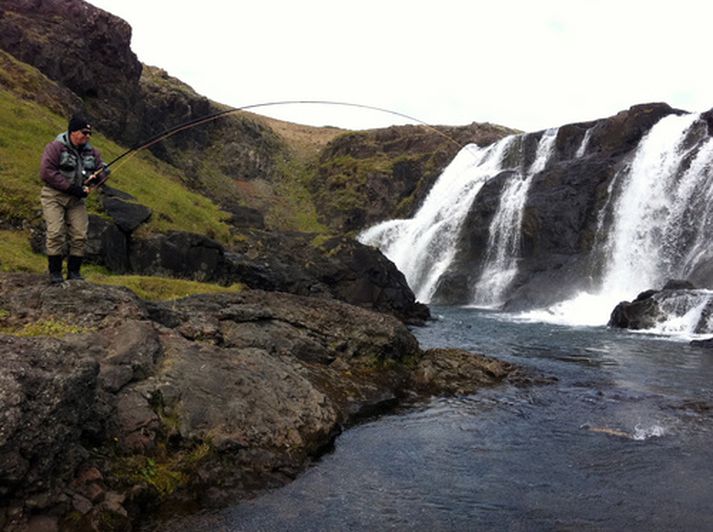 Lax þryettur í Straumfjarðará