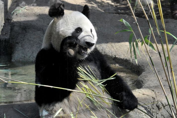 Pandabjörn. Mynd/ AFP.