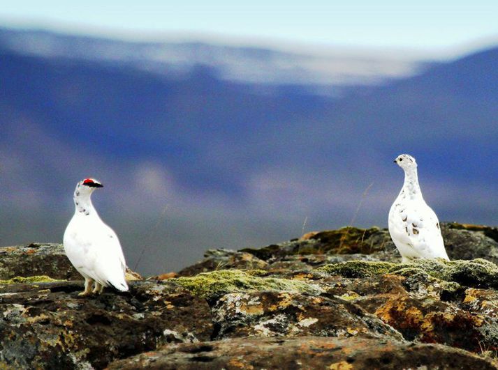 Skotvís mótmælir harðlega ákvörðun sveitarstjórnar Húnaþings vestra um að leggja bann við rjúpnaveiðum á ákveðnum svæðum innan sveitarfélagsins.