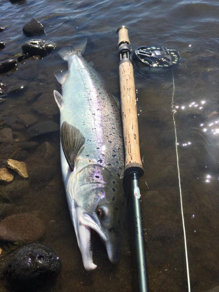 Flottur lax úr Stóru Laxá í morgun