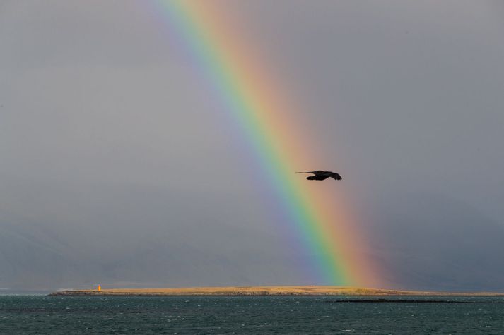 Meinvirkar fuglainflúensuveirur af gerðinni H5N5 hafa greinst í hrafni í Öræfum og í hettumáfum á Húsavík.