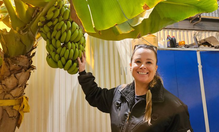 Bananaræktunin í iðnaðarhúsnæði í Hafnarfirði hjá Margréti Erlu gengur ótrúlega vel.