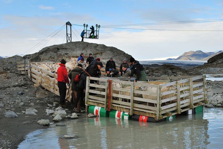 Fjárhópurinn er dreginn í slumpum yfir Breiðá á heimasmíðuðum pramma, sem nokkrar tómar olíutunnur halda á floti. Hér er fyrsta skammtinum hleypt um borð. Benni og Lóa ætla yfir í kláfnum að hjálpa til þar. Fréttablaðið/Gun