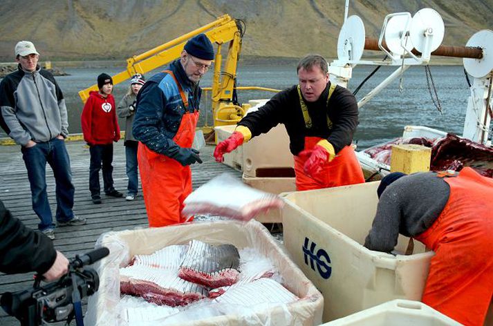 Ísafjörður Fyrstu hrefnunni sem veidd hefur verið í atvinnuskyni á Íslandi um árabil var landað á Ísafirði í gær.