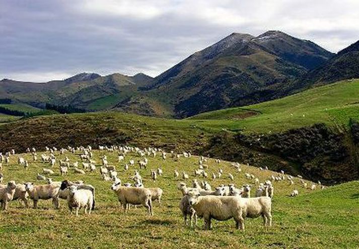 Sauðfé á Nýja Sjálandi, en landbúnaður, ekki síst sauðfjárrækt, er langsamlega mikilvægasti atvinnuvegur landsins.