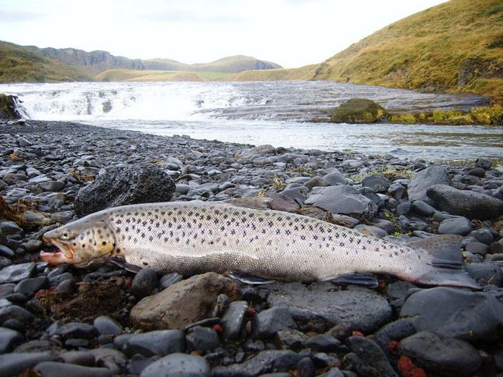 Við Bjarnarfoss í Tungufljóti. Í dag var töluvert um laus leyfi í Tungufljótið.