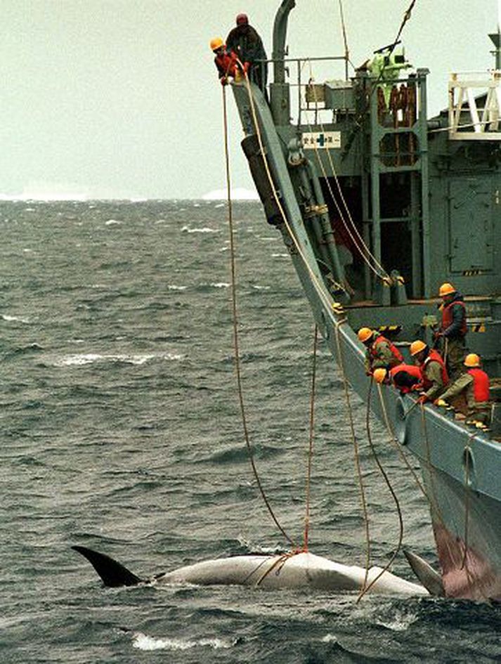 Hrefnuveiðar
Hrefnuveiðitímabilið í ár hófst 13. júní og lýkur 4. ágúst. Sjávarútvegsráðuneytið gaf leyfi til að veiða 59 hrefnur á tímabilinu.