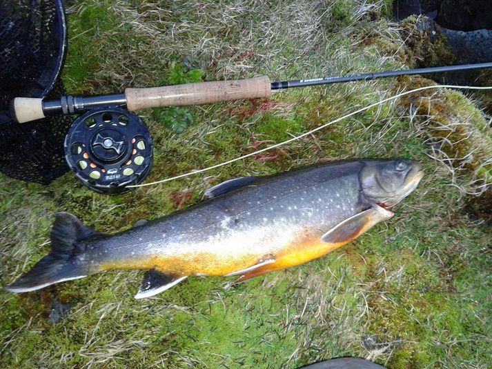 Magnús Þór Ágústson tók þessa flottu bleikju í Þingvallavatni