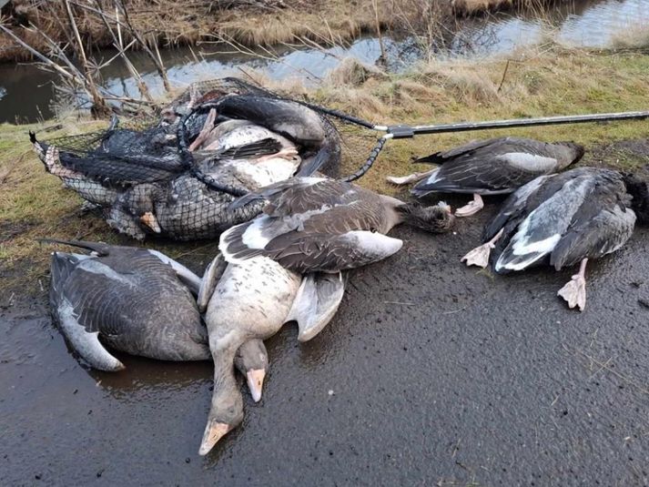 Dýraþjónustan í Reykjavík og Matvælastofnun hafa undanfarinn mánuð tekið um fjörutíu blóðsýni af fuglum sem grunur leikur á að hafi smitast af fuglainflúensu. 