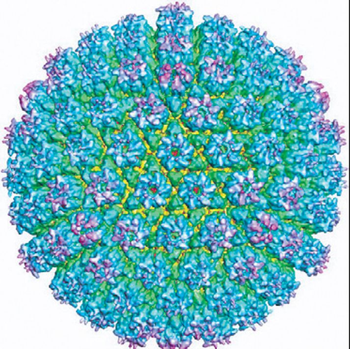 Herpes-veiran er kannski ekki eins slæm og flestir halda.